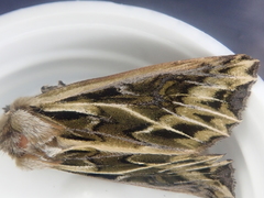 Ichneutica oliveri