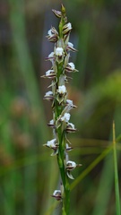 Prasophyllum australe