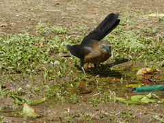 Quiscalus mexicanus