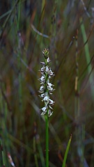 Prasophyllum australe