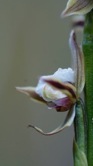 Prasophyllum australe