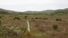 Prasophyllum australe