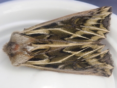 Ichneutica oliveri