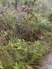 Prasophyllum australe