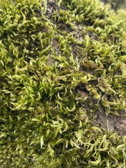 Leptobryum pyriforme