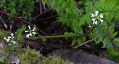 Cardamine breweri orbicularis