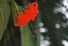 Eulampis holosericeus