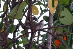 Cinclocerthia gutturalis macrorhyncha