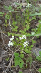 Valerianella amarella