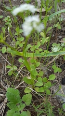 Valerianella amarella