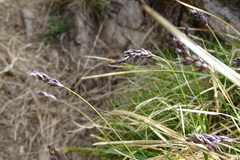 Sesleria albicans
