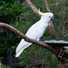 Eleonora Cockatoo - Photo (c) Lance, some rights reserved (CC BY-NC-ND)