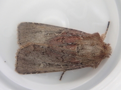 Ichneutica agorastis