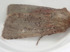 Ichneutica agorastis