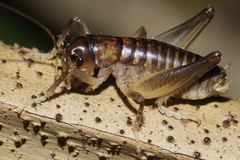 Hemiandrus pallitarsis