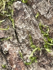 Leptobryum pyriforme