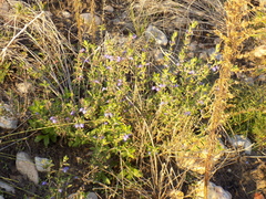 Scutellaria drummondii