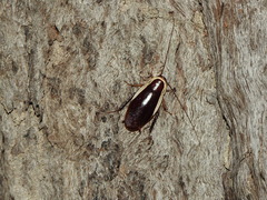 Methana marginalis