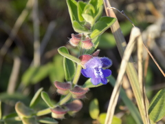 Scutellaria drummondii