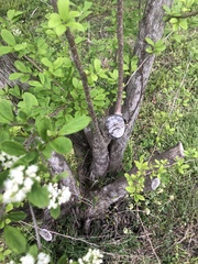 Symplocos paniculata