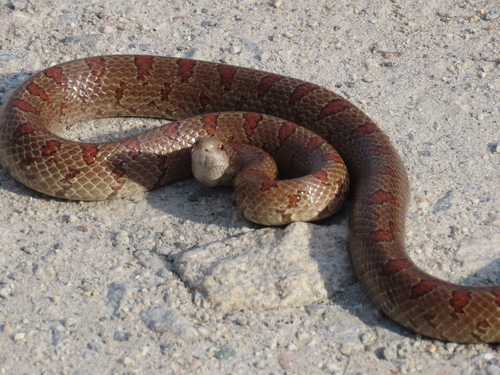 Mole Kingsnake
