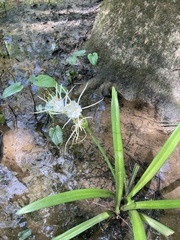 Hymenocallis liriosme