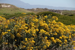 Senecio halimifolius