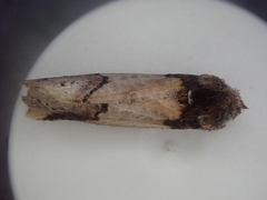 Declana junctilinea