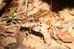 Leptodactylus knudseni