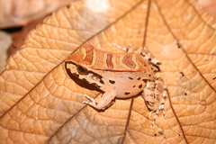 Leptodactylus knudseni