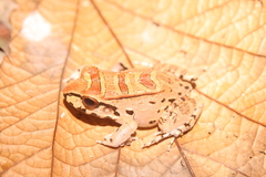 Leptodactylus knudseni