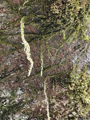 Leptobryum pyriforme