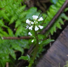 Cardamine breweri orbicularis