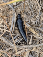 Berberomeloe tenebrosus