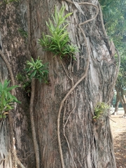 Podocarpus macrophyllus