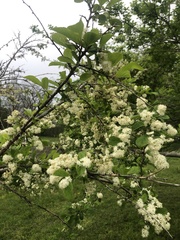 Symplocos paniculata