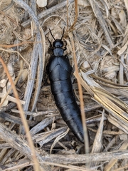 Berberomeloe tenebrosus