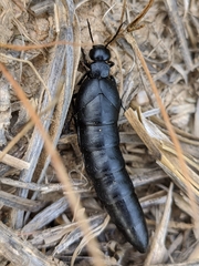 Berberomeloe tenebrosus