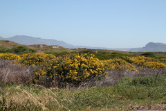 Senecio halimifolius