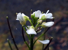 Cardamine breweri orbicularis