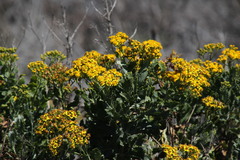 Senecio halimifolius