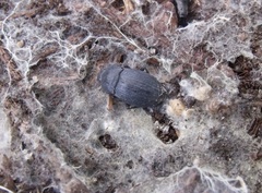 Dendarus coarcticollis