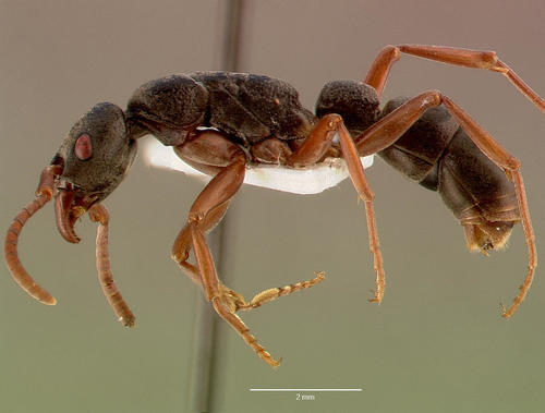 Platythyrea schultzeiPlatythyrea schultzei
