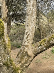 Leptobryum pyriforme