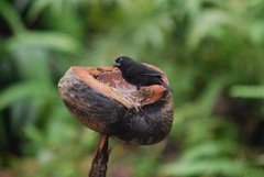 Melanospiza richardsoni