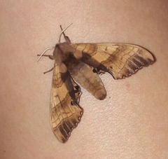 Marumba gaschkewitschii