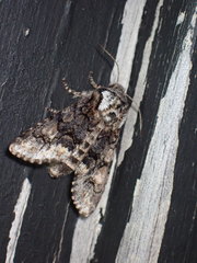 Psaphida thaxterianus