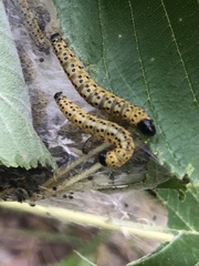 Archips rileyana