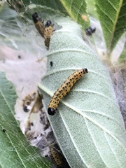 Archips rileyana