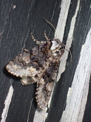 Psaphida thaxterianus